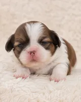 Cynthia, a female Shih Tzu for sale in Austell, GA – 1 of 7
