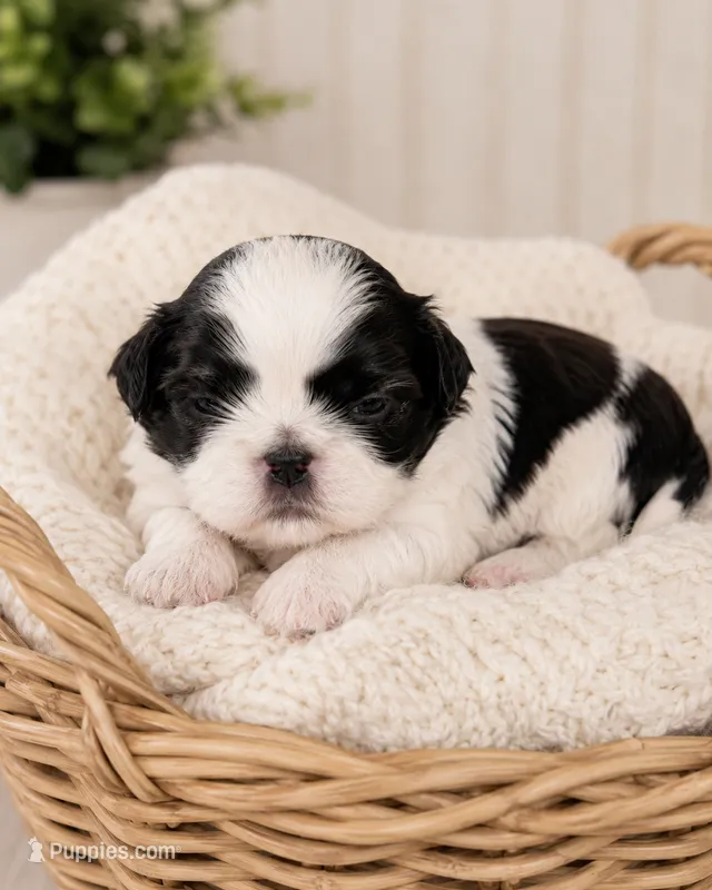 Aaron – Shih Tzu puppy for sale in Austell, GA