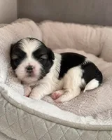 Aaron, a male Shih Tzu for sale in Austell, GA – 5 of 8