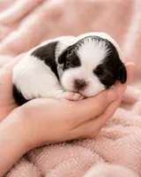 Alyssa, a female Shih Tzu for sale in Austell, GA – 2 of 7