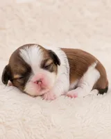 Cynthia, a female Shih Tzu for sale in Austell, GA – 2 of 7