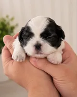 Aaron, a male Shih Tzu for sale in Austell, GA – 7 of 8