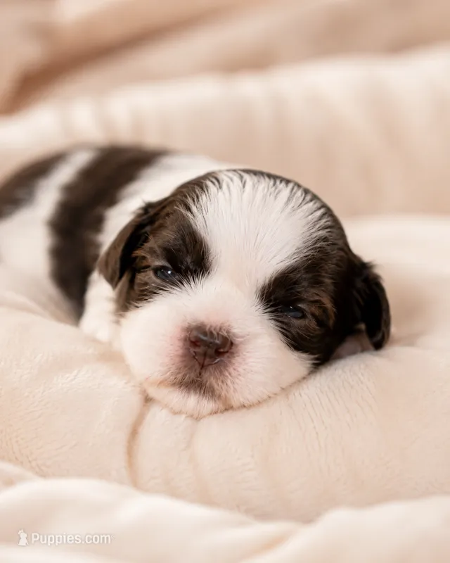 Alyssa – Shih Tzu puppy for sale in Austell, GA