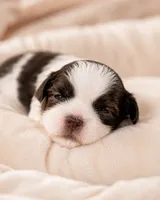 Alyssa, a female Shih Tzu for sale in Austell, GA – 1 of 7