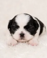 Camellia, a female Shih Tzu for sale in Austell, GA – 5 of 6