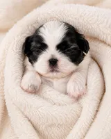 Aaron, a male Shih Tzu for sale in Austell, GA – 6 of 8