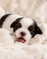 Alyssa, a female Shih Tzu for sale in Austell, GA – 7 of 7
