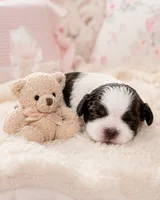 Alyssa, a female Shih Tzu for sale in Austell, GA – 5 of 7