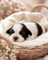 Alyssa, a female Shih Tzu for sale in Austell, GA – 4 of 7