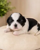 Camellia, a female Shih Tzu for sale in Austell, GA – 6 of 6