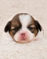 Cynthia, a female Shih Tzu for sale in Austell, GA – 7 of 7