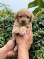 Goldendoodle male, a male Miniature Goldendoodle for sale in Hialeah, FL – 2 of 5
