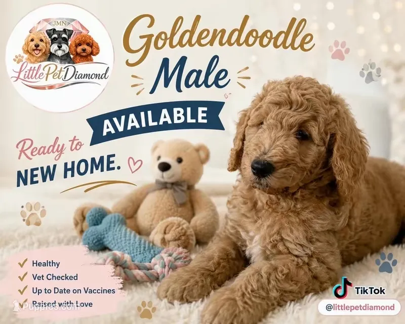 No name – Goldendoodle puppy for sale in Hialeah, FL