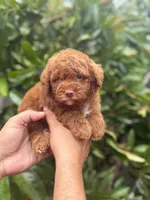 Goldendoodle male, a male Miniature Goldendoodle for sale in Hialeah, FL – 5 of 5