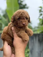 Goldendoodle , a female Miniature Goldendoodle for sale in Hialeah, FL – 2 of 2