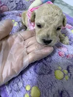 Goldendoodle female, a female Miniature Goldendoodle for sale in Hialeah, FL – 2 of 2