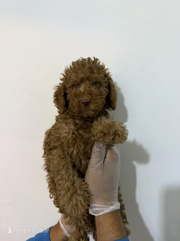Goldendoodle boy – Miniature Goldendoodle puppy for sale in Hialeah, FL