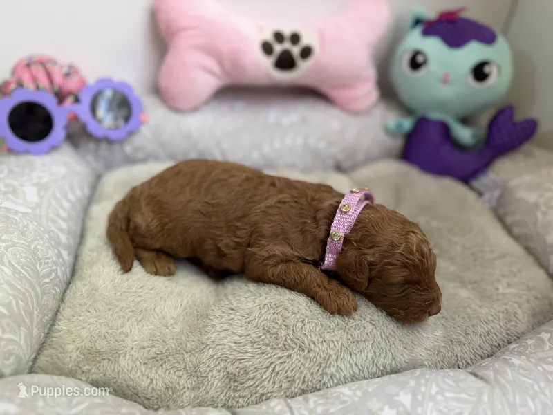 Goldendoodle girl – Miniature Goldendoodle puppy for sale in Hialeah, FL