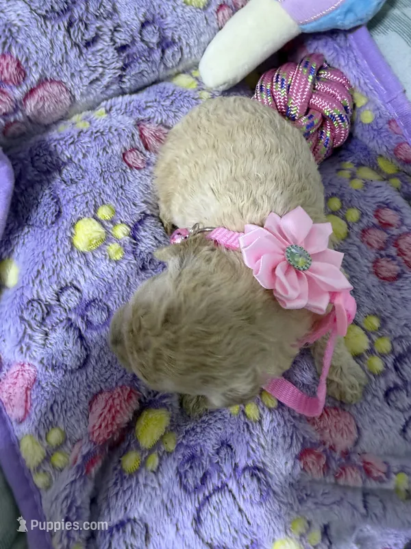 Goldendoodle female – Miniature Goldendoodle puppy for sale in Hialeah, FL