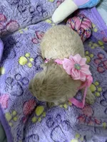 Goldendoodle female, a female Miniature Goldendoodle for sale in Hialeah, FL – 1 of 2