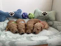 Goldendoodles, a male Miniature Goldendoodle for sale in Hialeah, FL – 2 of 2