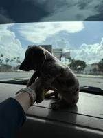 No name, a female Miniature Dachshund for sale in Hialeah, FL – 2 of 2