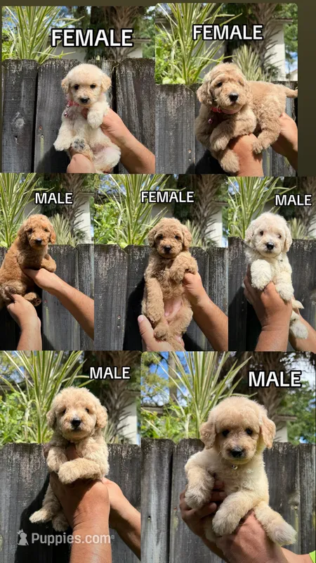 Goldendoodless  – Goldendoodle puppy for sale in Hialeah, FL