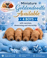 Goldendoodles, a male Miniature Goldendoodle for sale in Hialeah, FL – 1 of 2