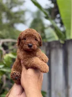 Goldendoodle male, a male Miniature Goldendoodle for sale in Hialeah, FL – 3 of 5