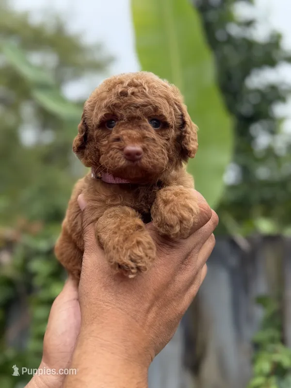 Goldendoodle  – Miniature Goldendoodle puppy for sale in Hialeah, FL