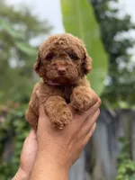 Goldendoodle , a female Miniature Goldendoodle for sale in Hialeah, FL – 1 of 2