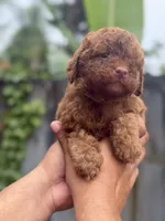 Goldendoodle male, a male Miniature Goldendoodle for sale in Hialeah, FL – 4 of 5