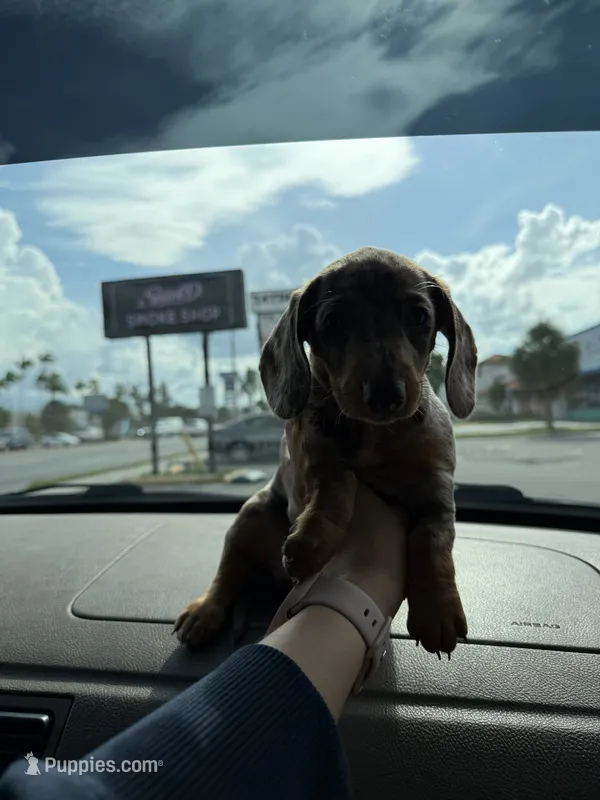 No name – Miniature Dachshund puppy for sale in Hialeah, FL