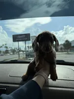 No name, a female Miniature Dachshund for sale in Hialeah, FL – 1 of 2