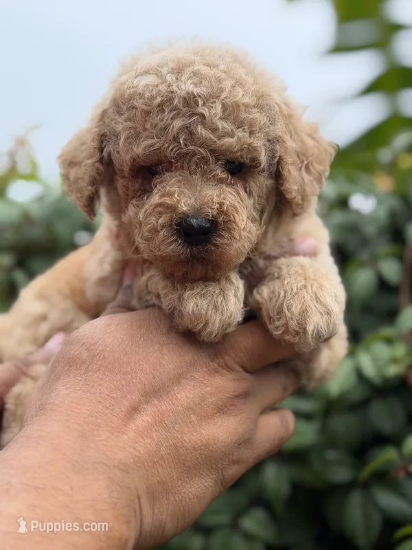 Goldendoodle male – Miniature Goldendoodle puppy for sale in Hialeah, FL