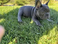 Napoleon , a male French Bulldog for sale in Salinas, CA – Photo 4 of 4