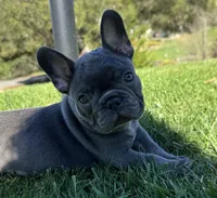 Napoleon , a male French Bulldog for sale in Salinas, CA – Photo 2 of 4
