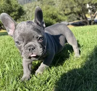 Napoleon , a male French Bulldog for sale in Salinas, CA – Photo 3 of 4
