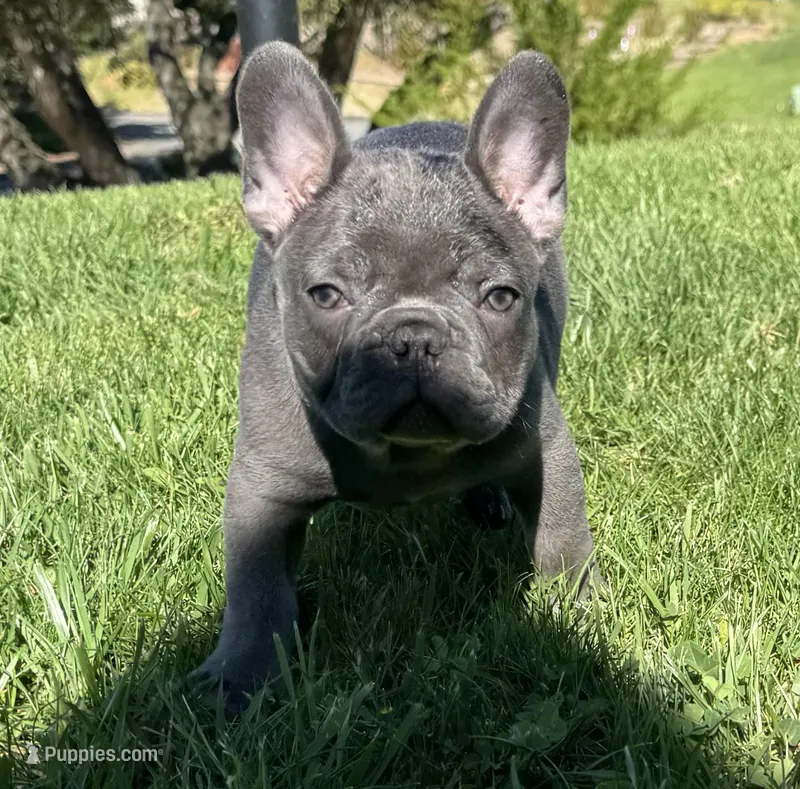 Napoleon  – French Bulldog puppy for sale in Salinas, CA
