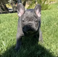 Napoleon , a male French Bulldog for sale in Salinas, CA – Photo 1 of 4