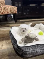 Bindie, a female Maltese for sale in Maynardville, TN – 5 of 5