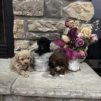 Teddy, a male Poodle - Miniature  for sale in Maynardville, TN – Photo 1 of 2