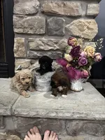 Teddy, a male Poodle - Miniature  for sale in Maynardville, TN – Photo 1 of 2