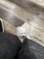 Bindie, a female Maltese for sale in Maynardville, TN – 3 of 5