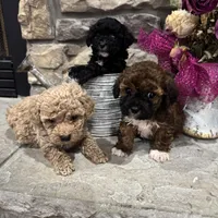 Teddy, a male Poodle - Miniature  for sale in Maynardville, TN – Photo 2 of 2