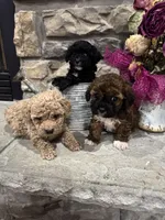 Teddy, a male Poodle - Miniature  for sale in Maynardville, TN – Photo 2 of 2