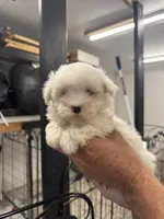 Casper, a male Maltese for sale in Maynardville, TN – 2 of 3