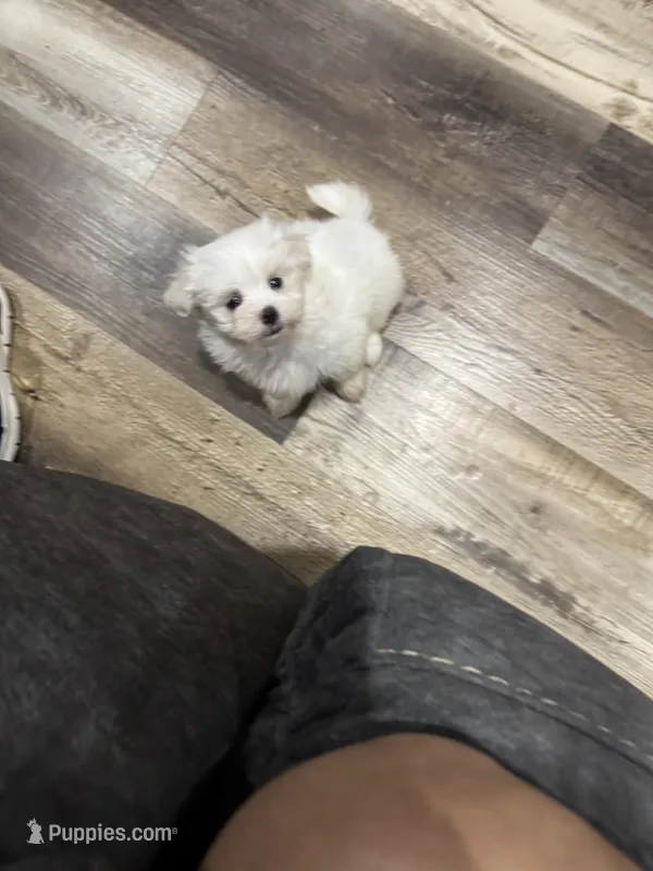 Casper – Maltese puppy for sale in Maynardville, TN