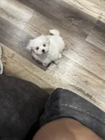 Casper, a male Maltese for sale in Maynardville, TN – 1 of 3
