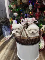 Bindie, a female Maltese for sale in Maynardville, TN – 4 of 5